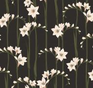 Gladiolus Als2 011
