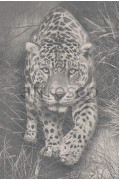Фотообои/фрески Affresco Сюжеты , Животные арт. ID136554