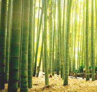 Scenery 025