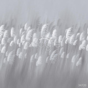 Фотообои/фрески 34720 Поле с колосьями