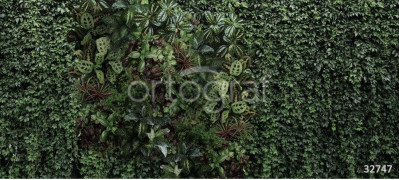Фотообои/фрески Oasis арт. 32747 Living wall