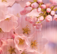 Floral 004