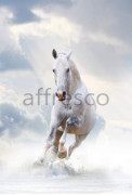 Фотообои/фрески Affresco Сюжеты , Животные арт. ID10769