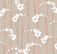 Gladiolus Als2 012